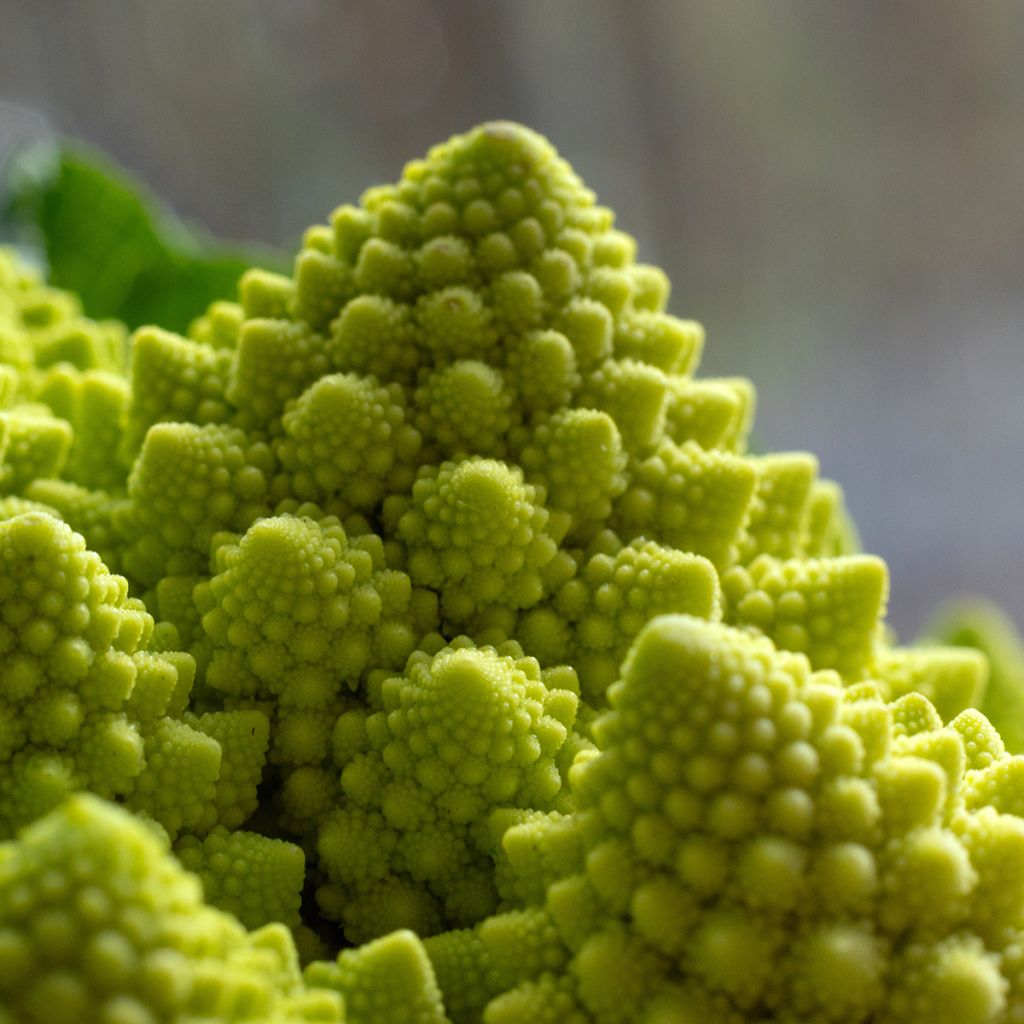 Brócoli Romanesco Bio - Ferme de Sainte Marthe