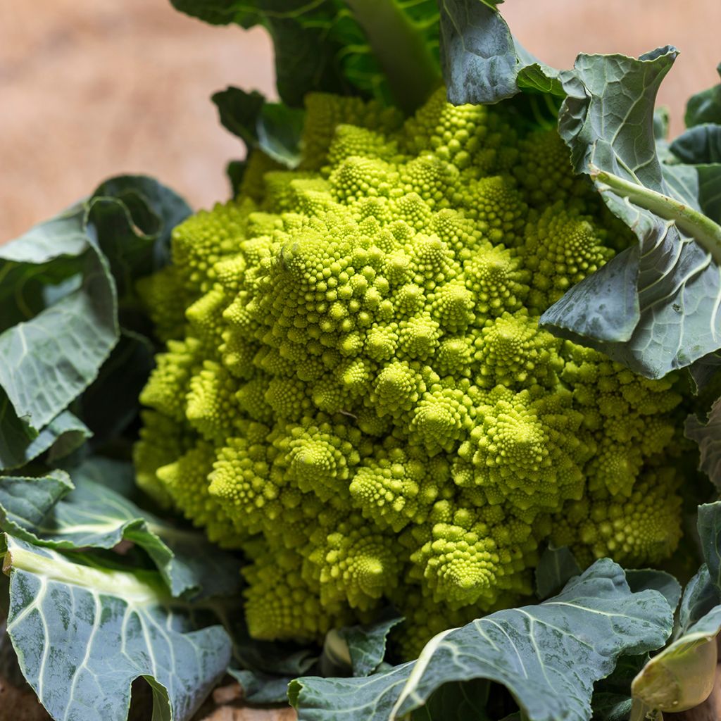 Brócoli Romanesco Bio - Ferme de Sainte Marthe