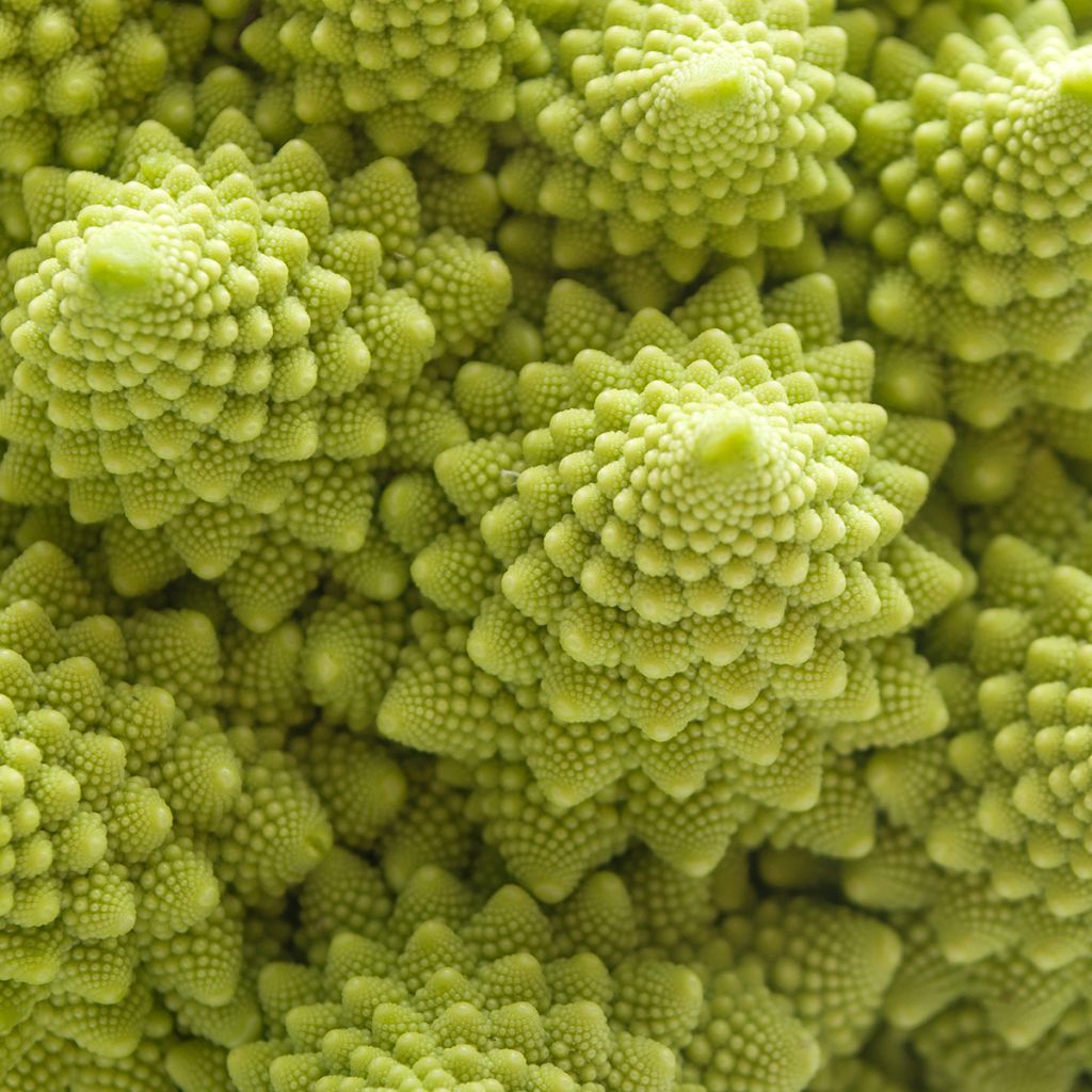 Brócoli Romanesco Bio - Ferme de Sainte Marthe