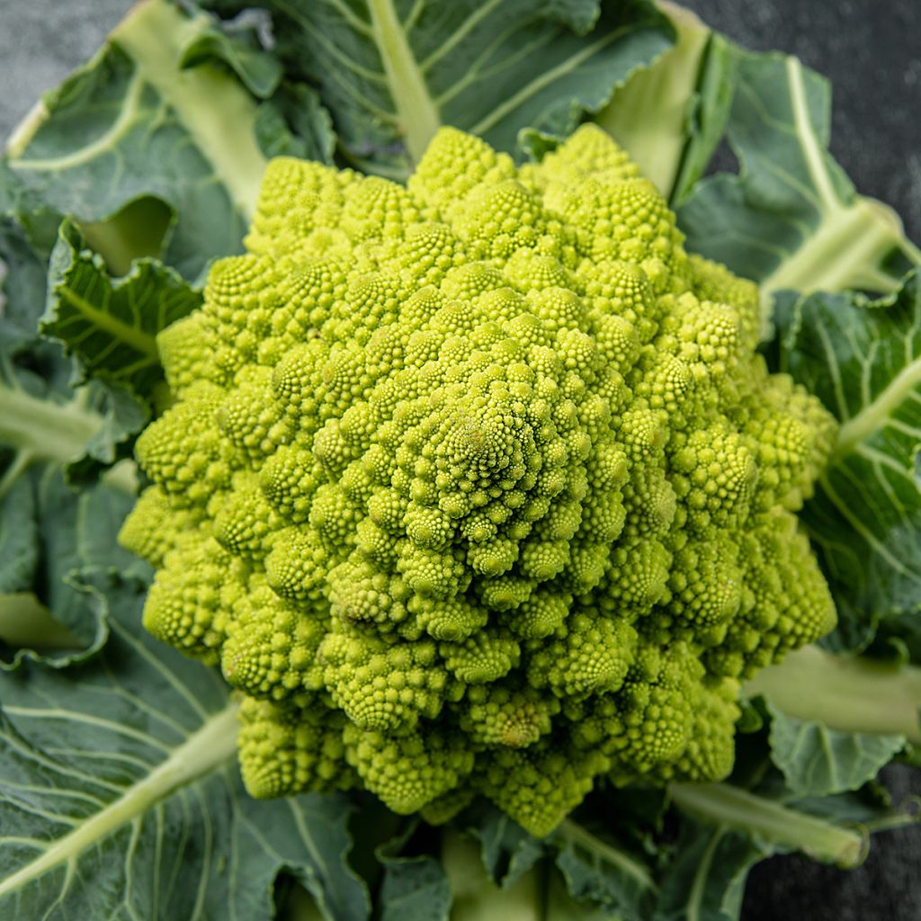 Brócoli Romanesco Bio - Ferme de Sainte Marthe
