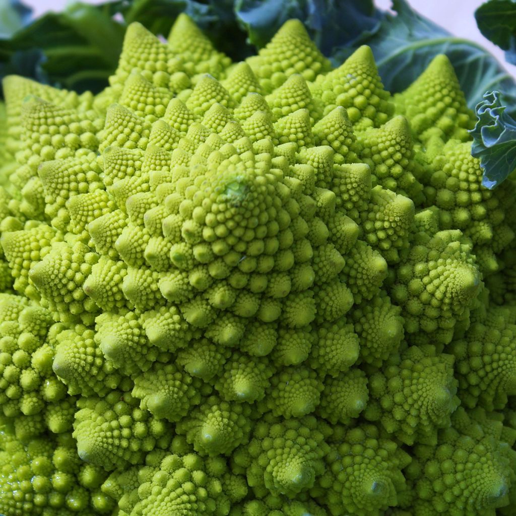 Col Romanesco