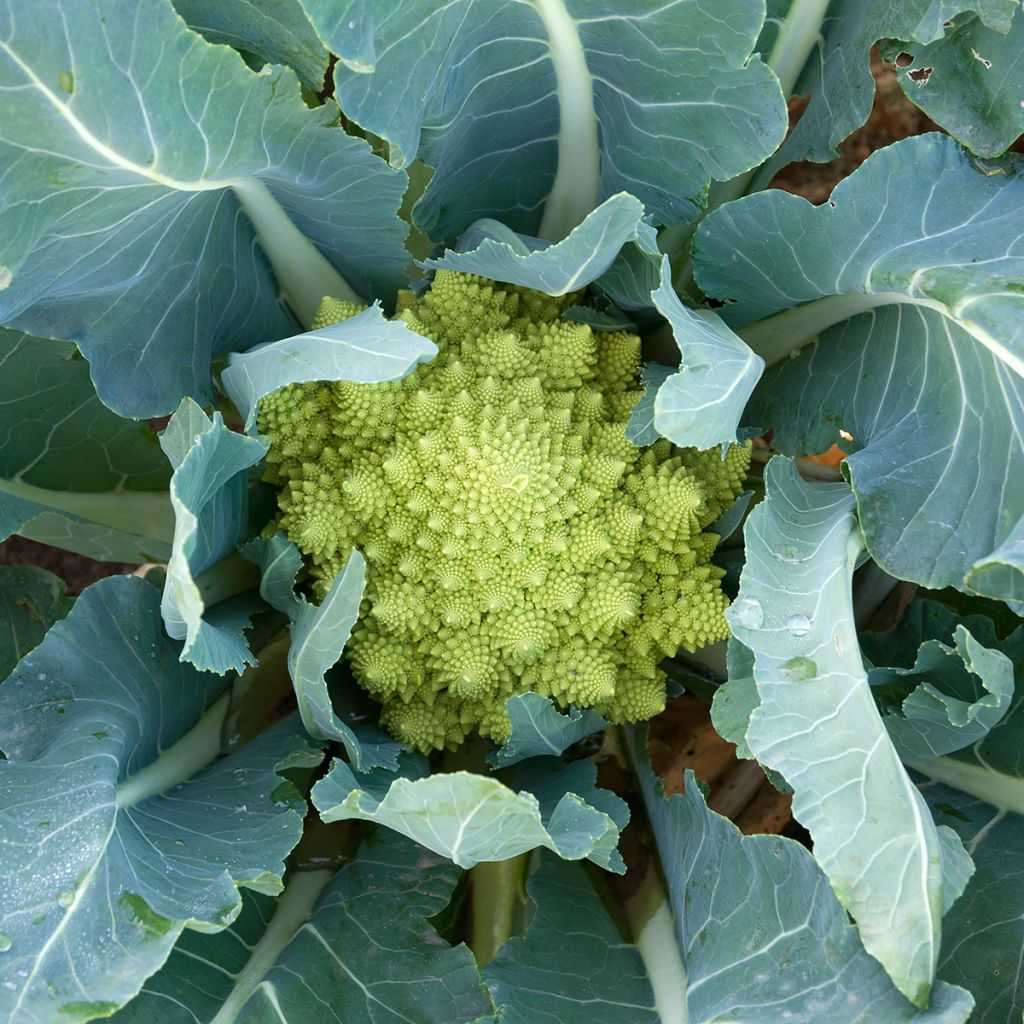 Col Romanesco