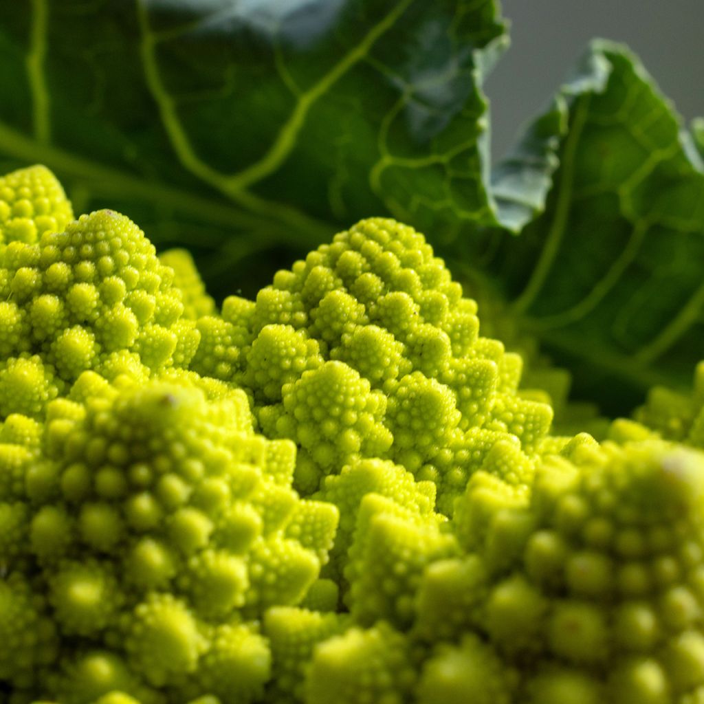 Col Romanesco