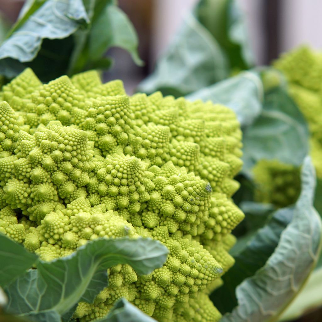 Col Romanesco