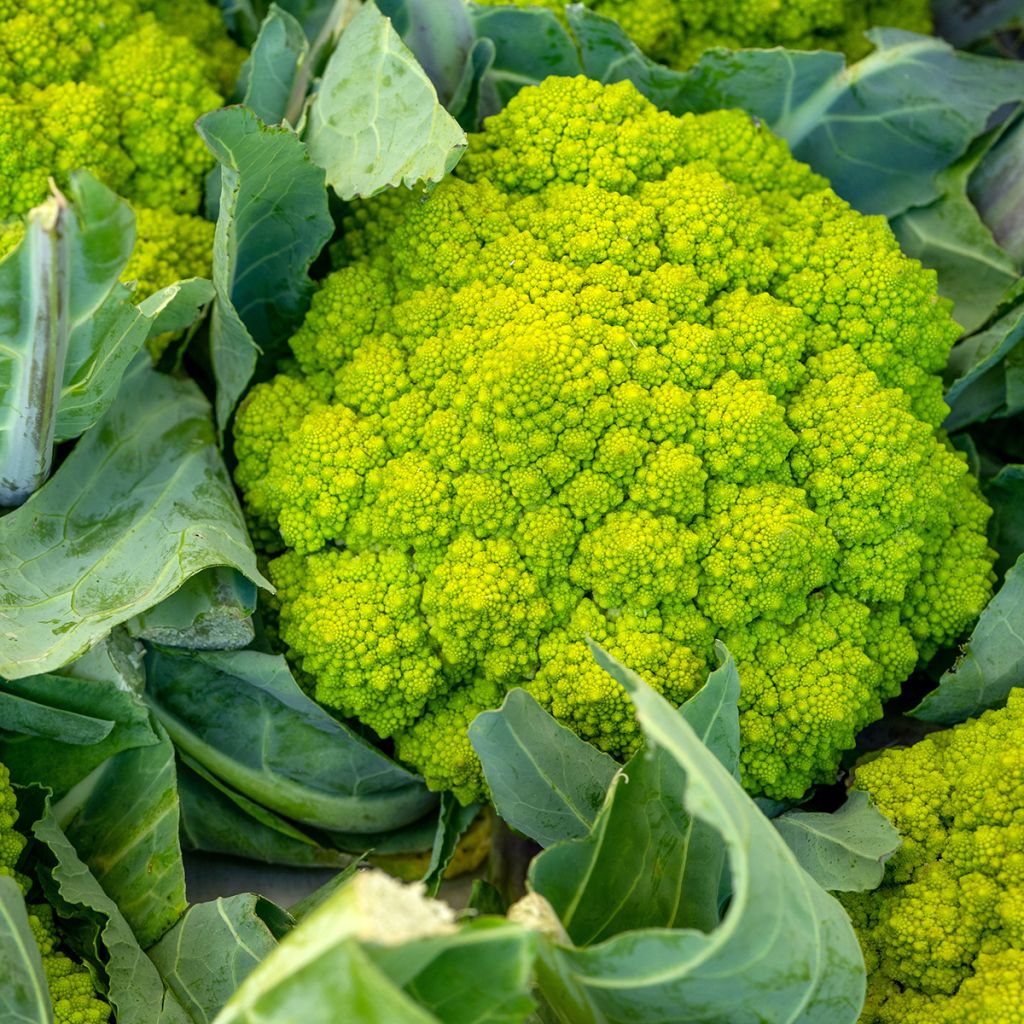 Col Romanesco