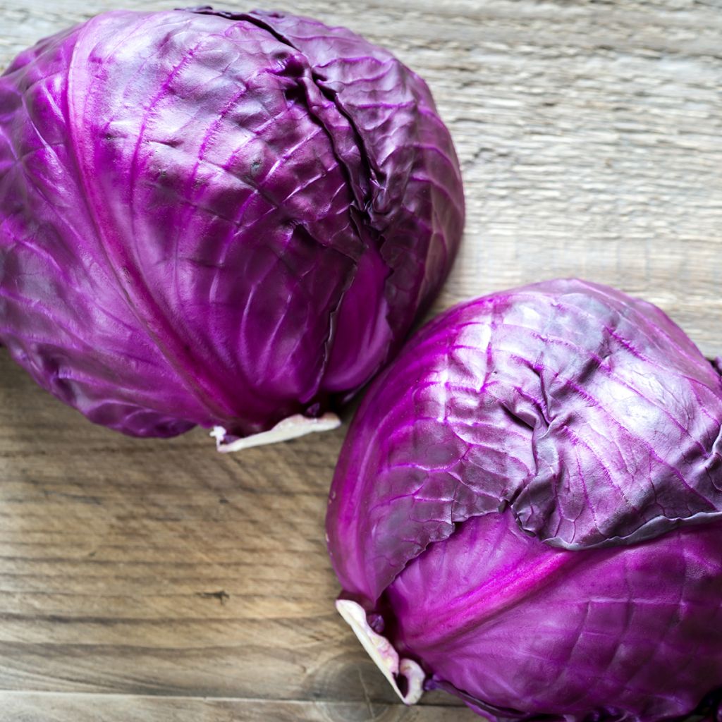 Repollo rojo Langedijker Bewaar 2