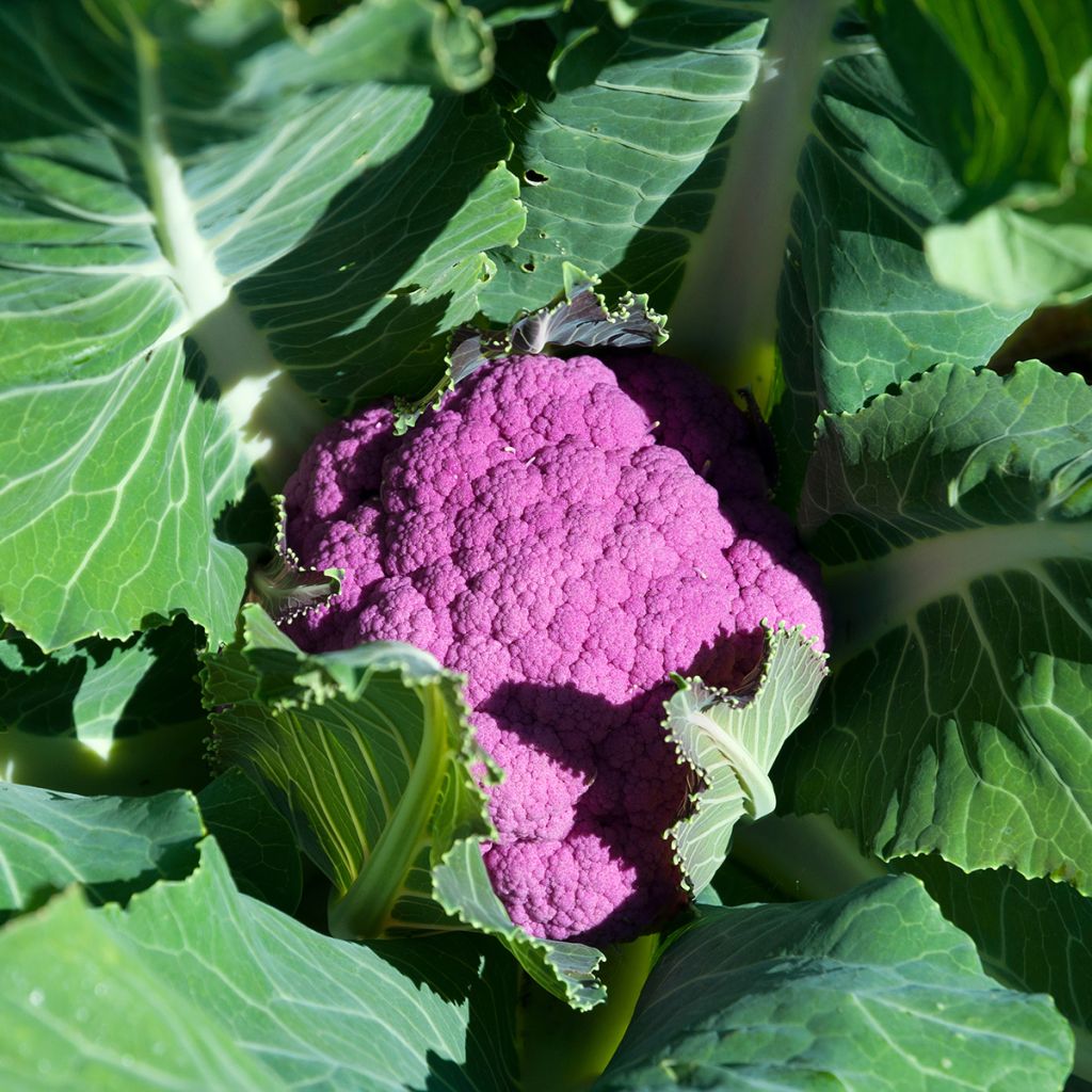 Coliflor Graffiti