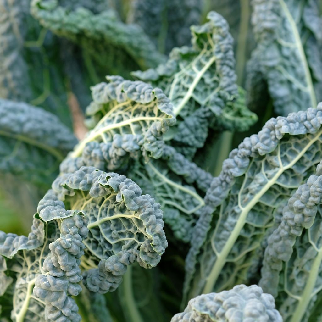 Col crespa Nero di Toscana Bio