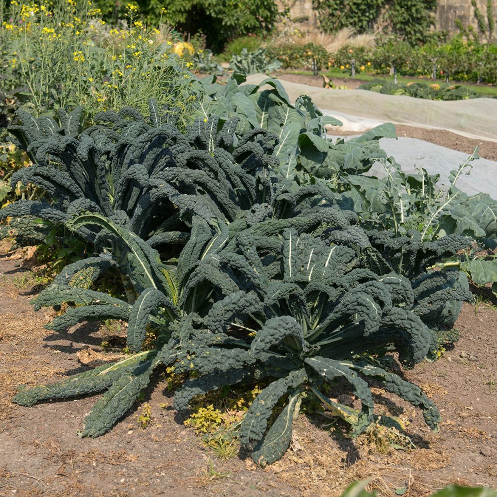 Col crespa Nero di Toscana Bio