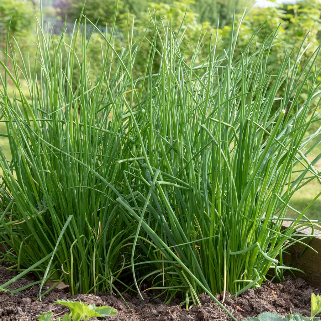 Cebollino Polyvit