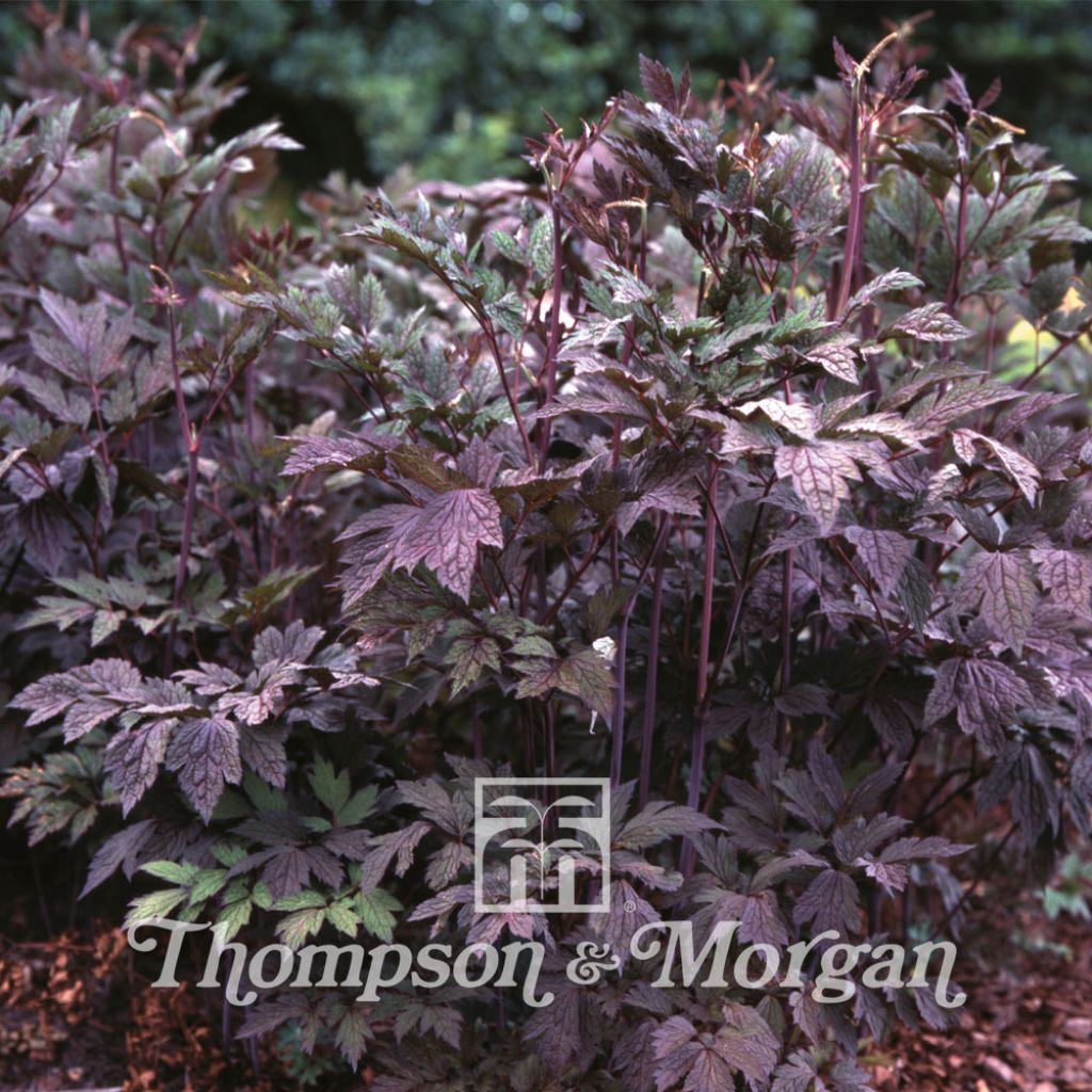 Cimicifuga Racemosa Atropurpurea