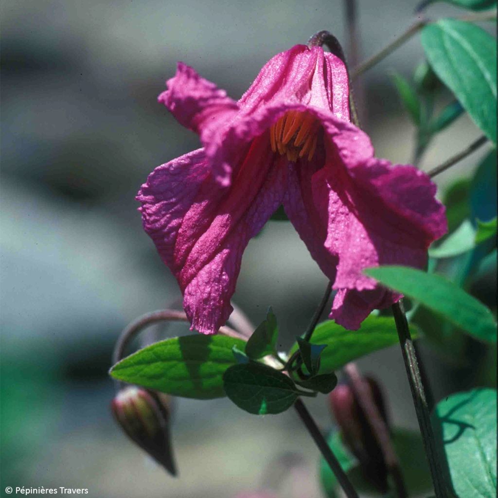Clématite - Clematis Savannah Evipo015