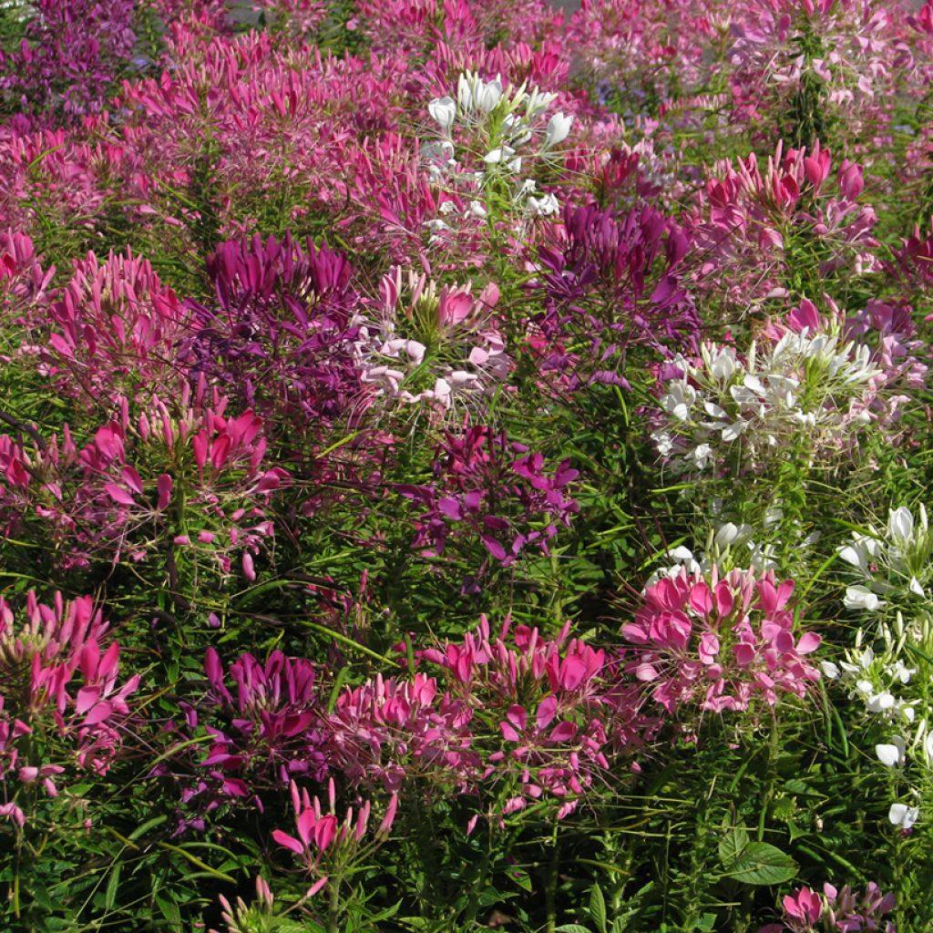 Flor araña - Cleome hassleriana Colour Fountain Mix
