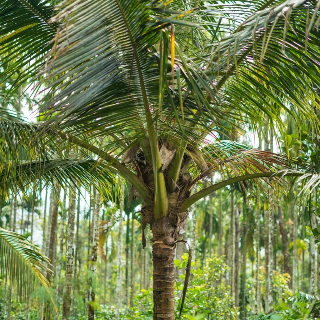 Cocos nucifera - Cocotier