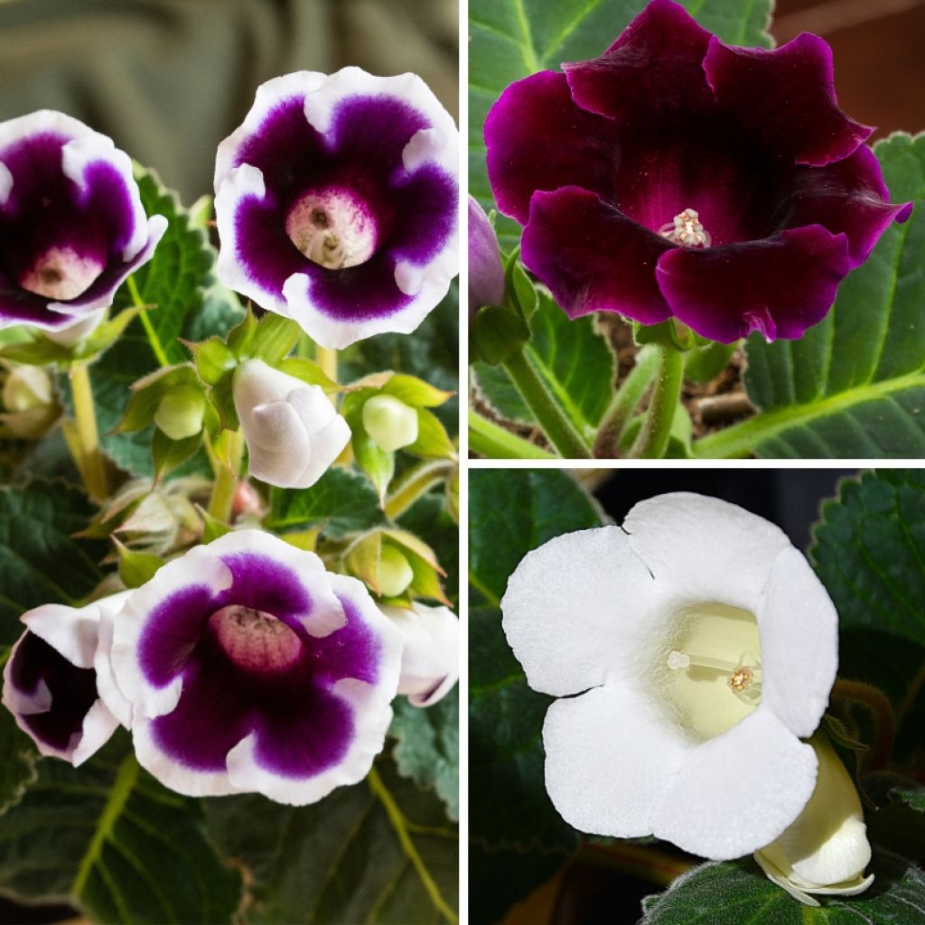Colección Gloxinia violeta y blanco