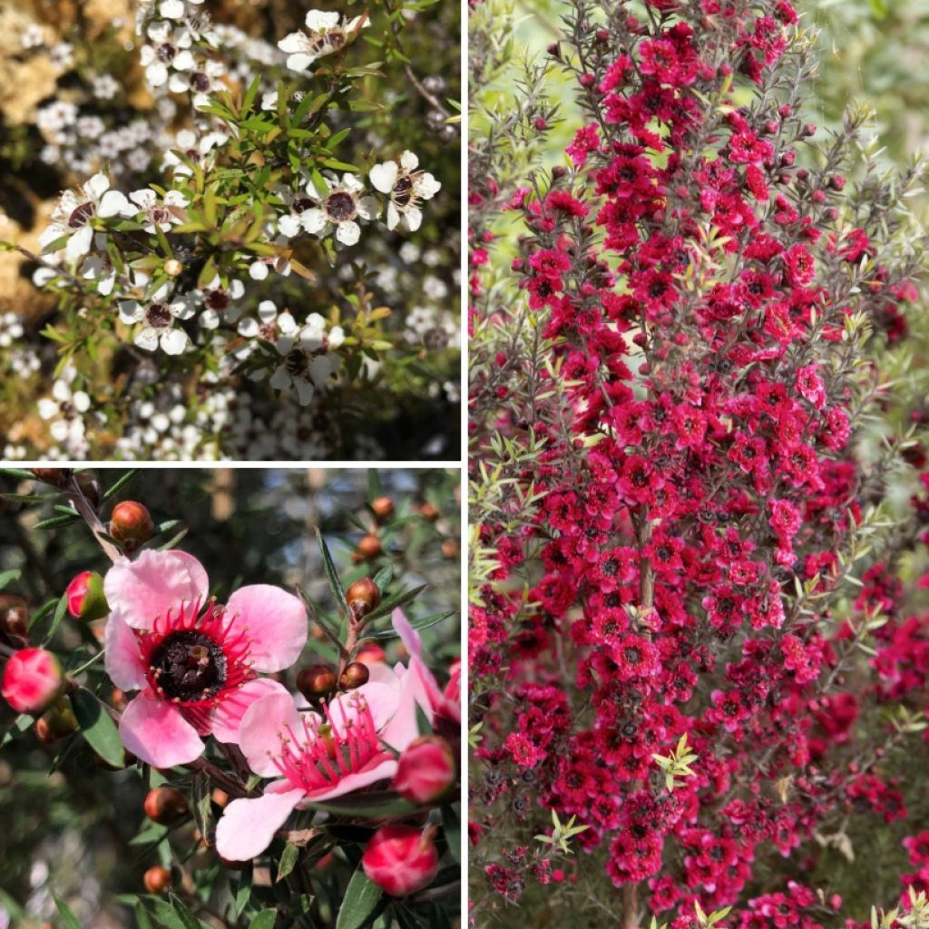 Colección Leptospermum