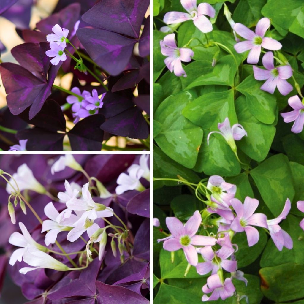 Oxalis de verano