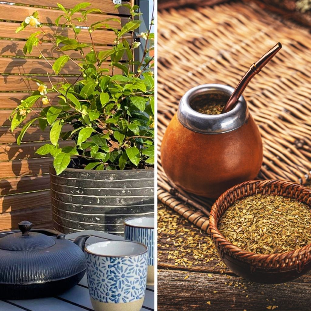 Planta de té - Yerba mate