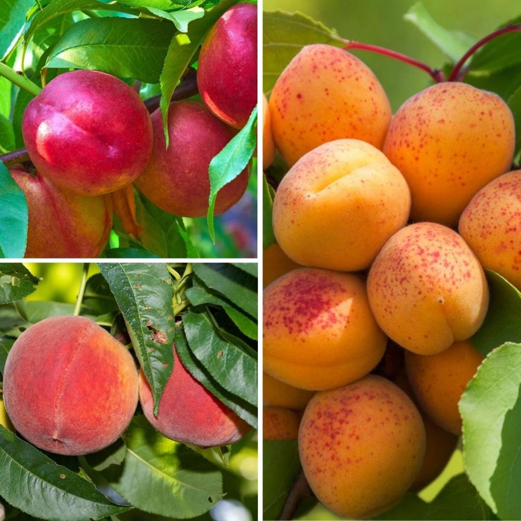 Frutales enanos Colección Frutas amarillas