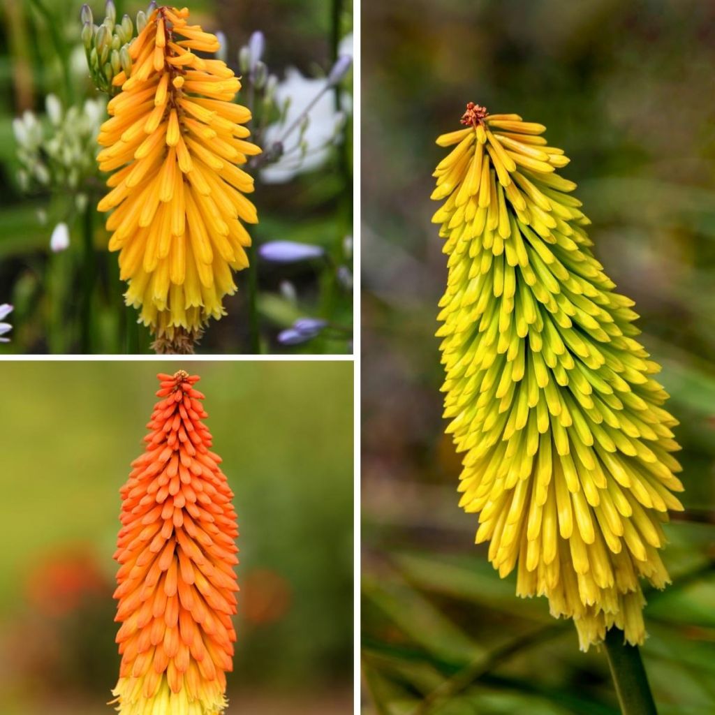Col Kniphofia