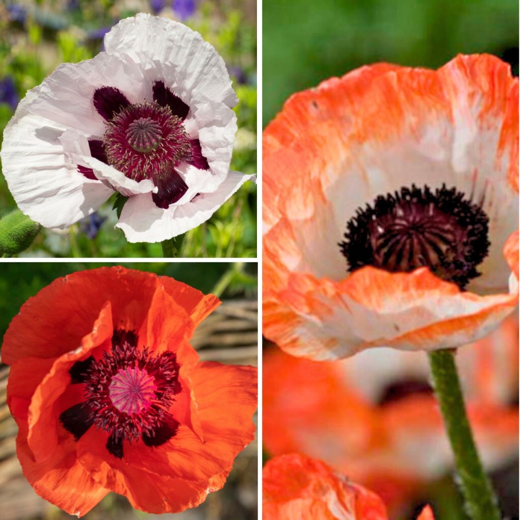 Colección de amapolas de Oriente rojas y blancas