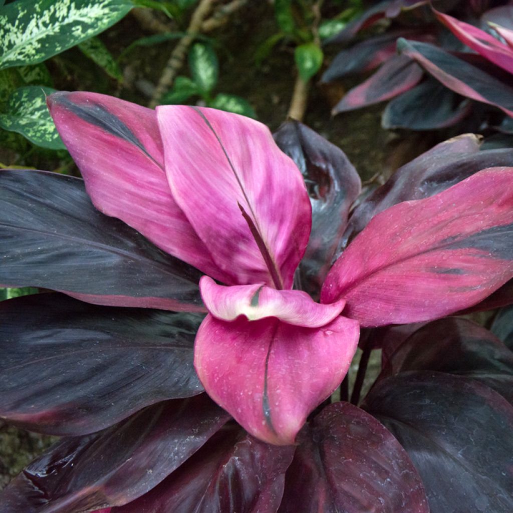 Cordyline fructicosa Purple Compacta