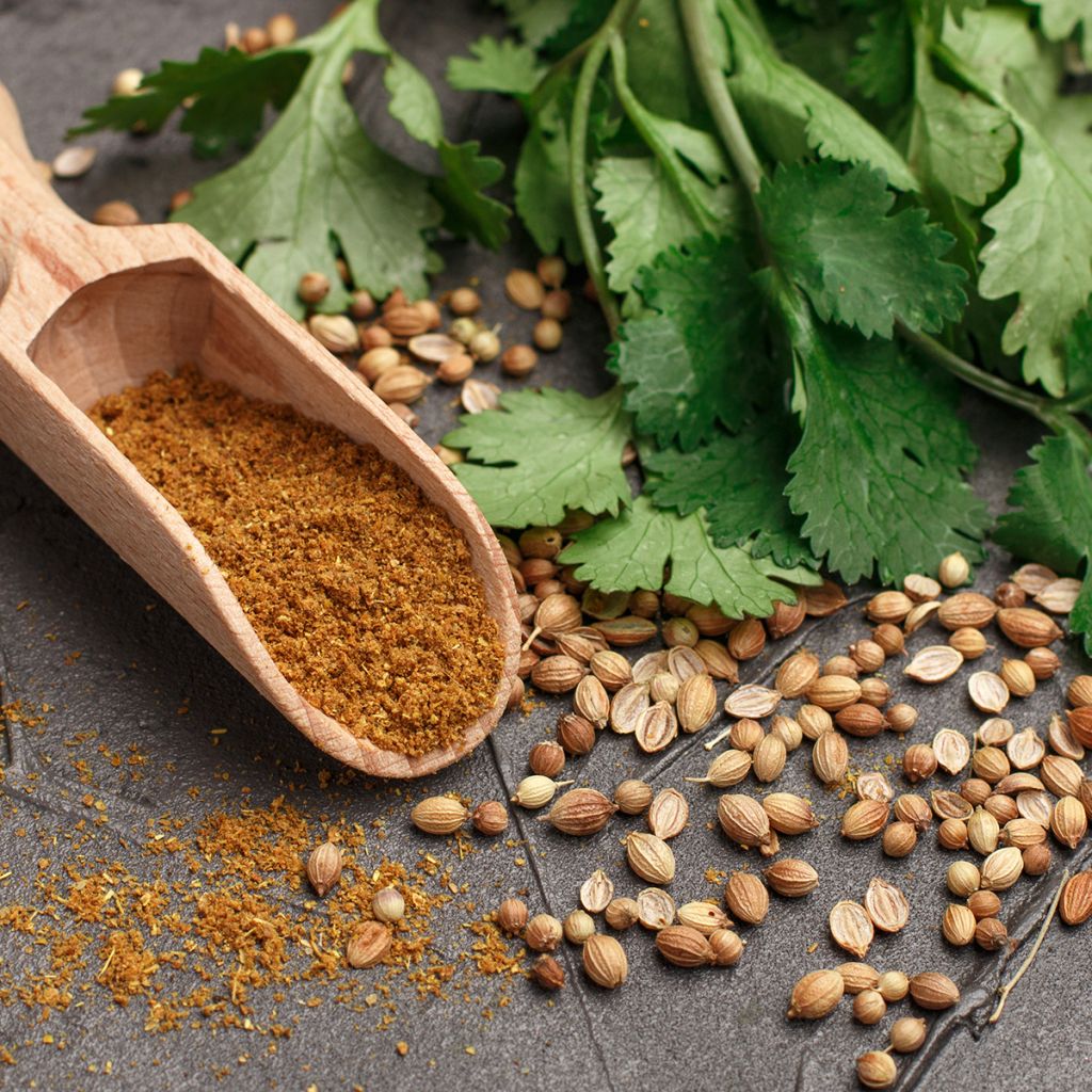 Cilantro de semillas finas