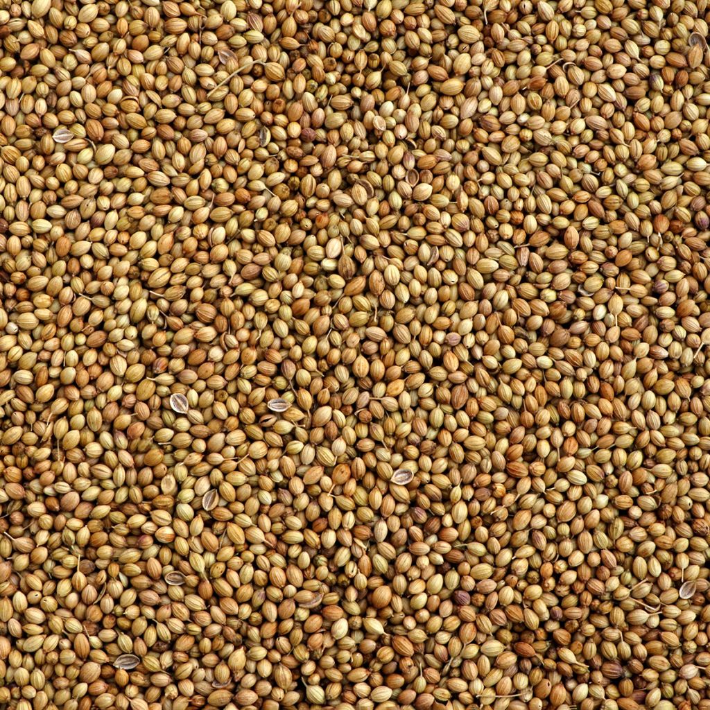 Cilantro de semillas finas