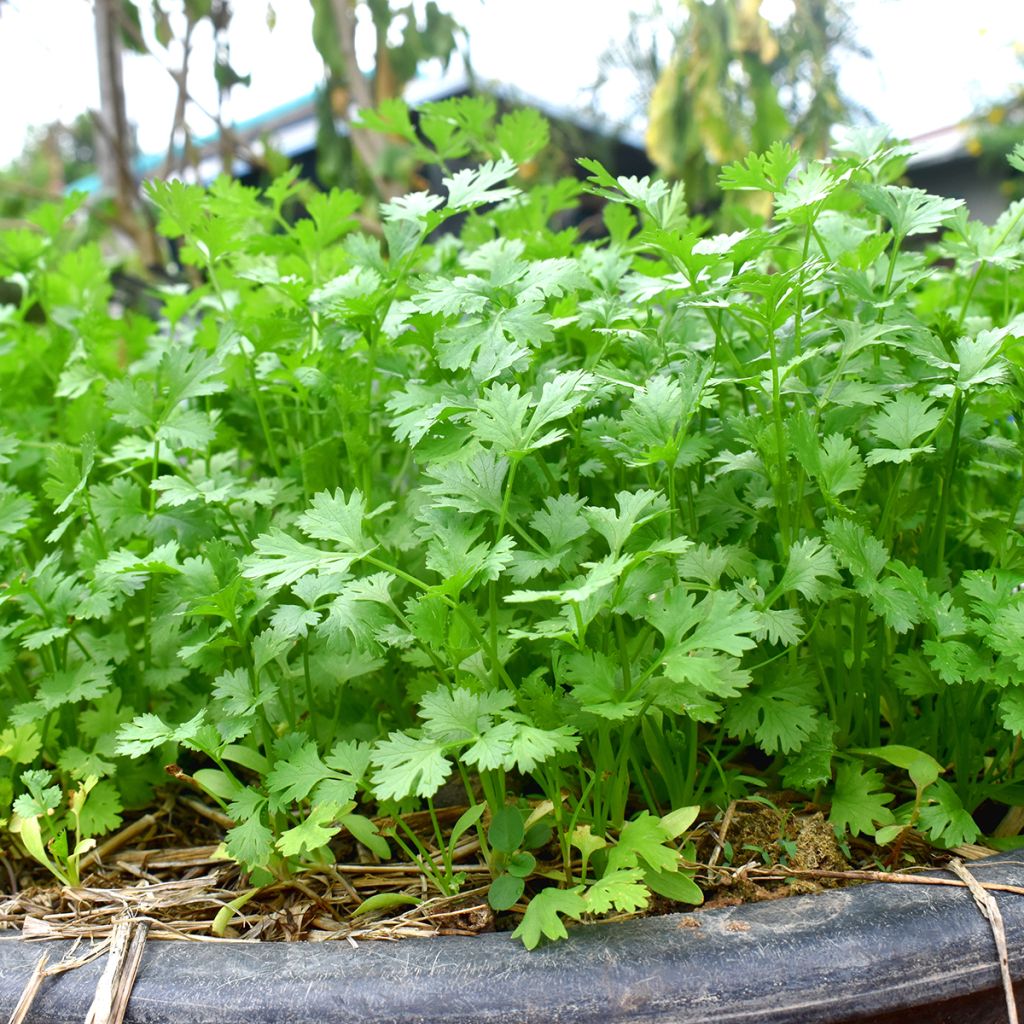Cilantro (plantas) - Coriandrum sativum
