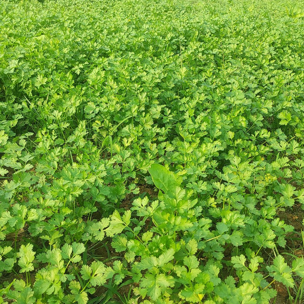 Cilantro (plantas) - Coriandrum sativum