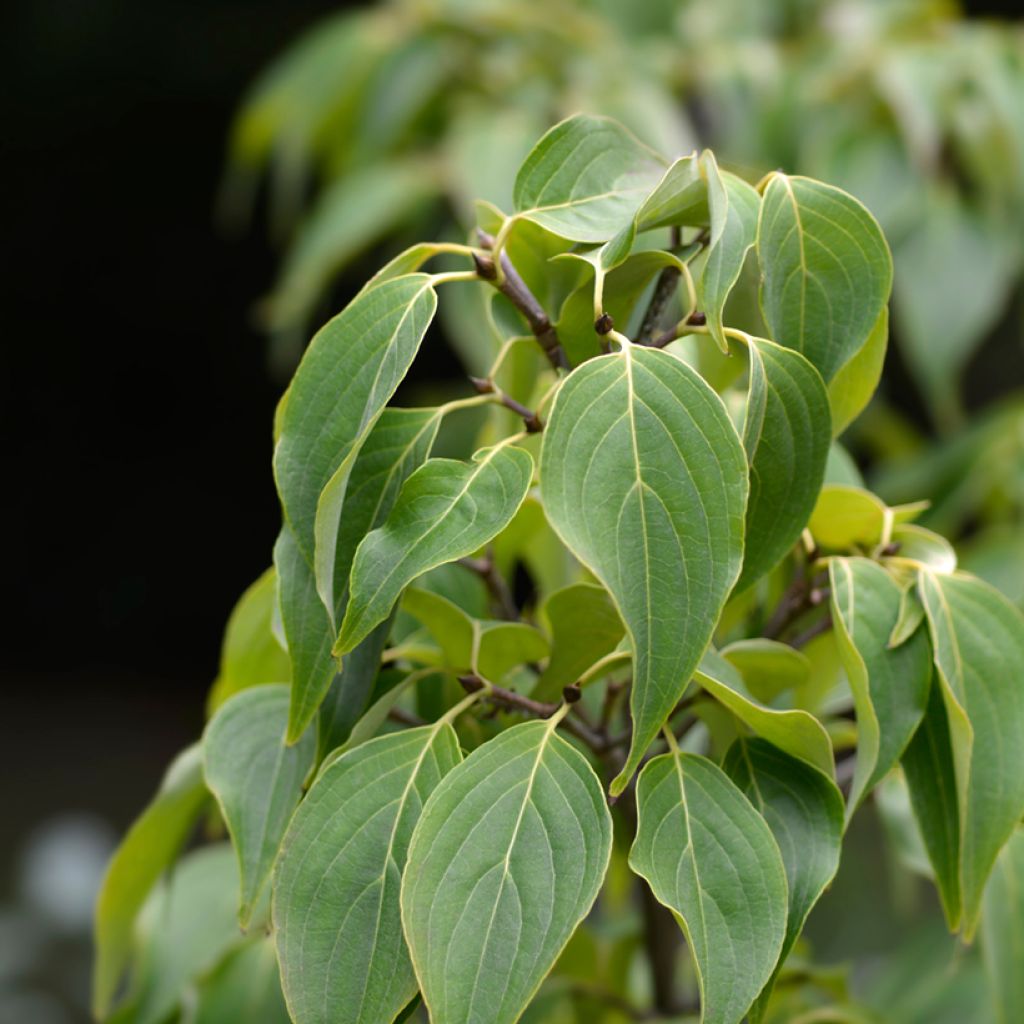 Cornus Eddie's White Wonder