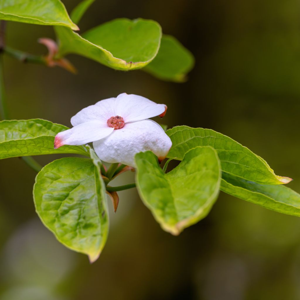 Cornus Eddie's White Wonder