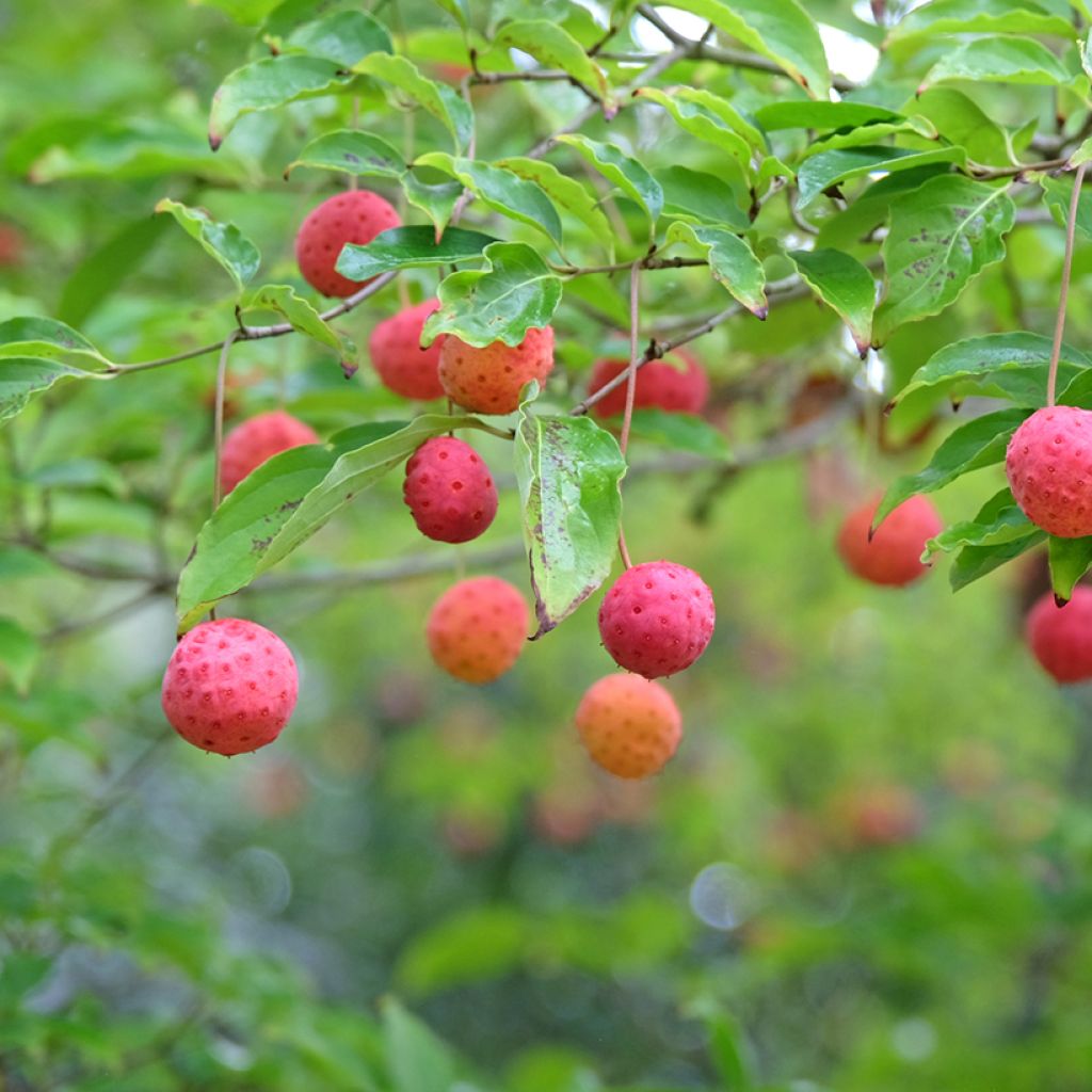 Cornus kousa Norman Hadden
