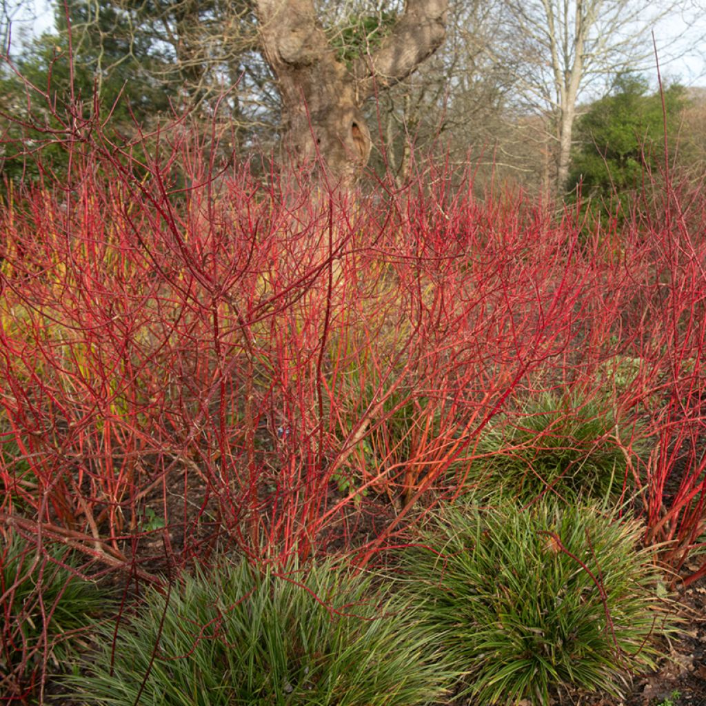 Cornus alba Baton Rouge