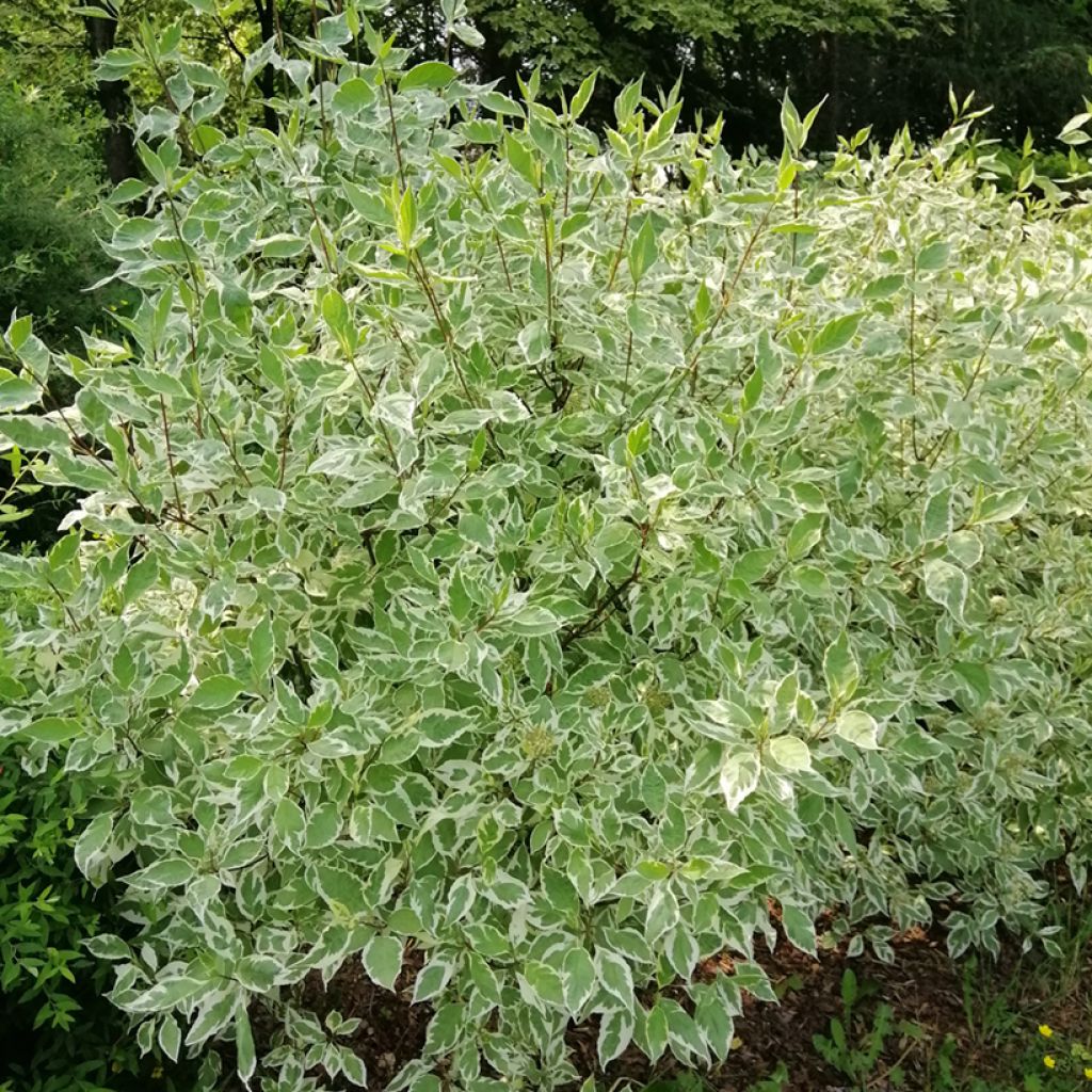 Cornus alba Elegantissima