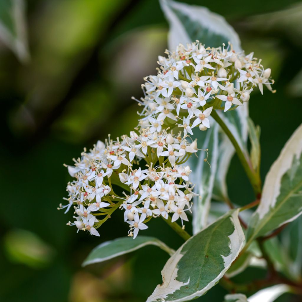 Cornus alba Elegantissima