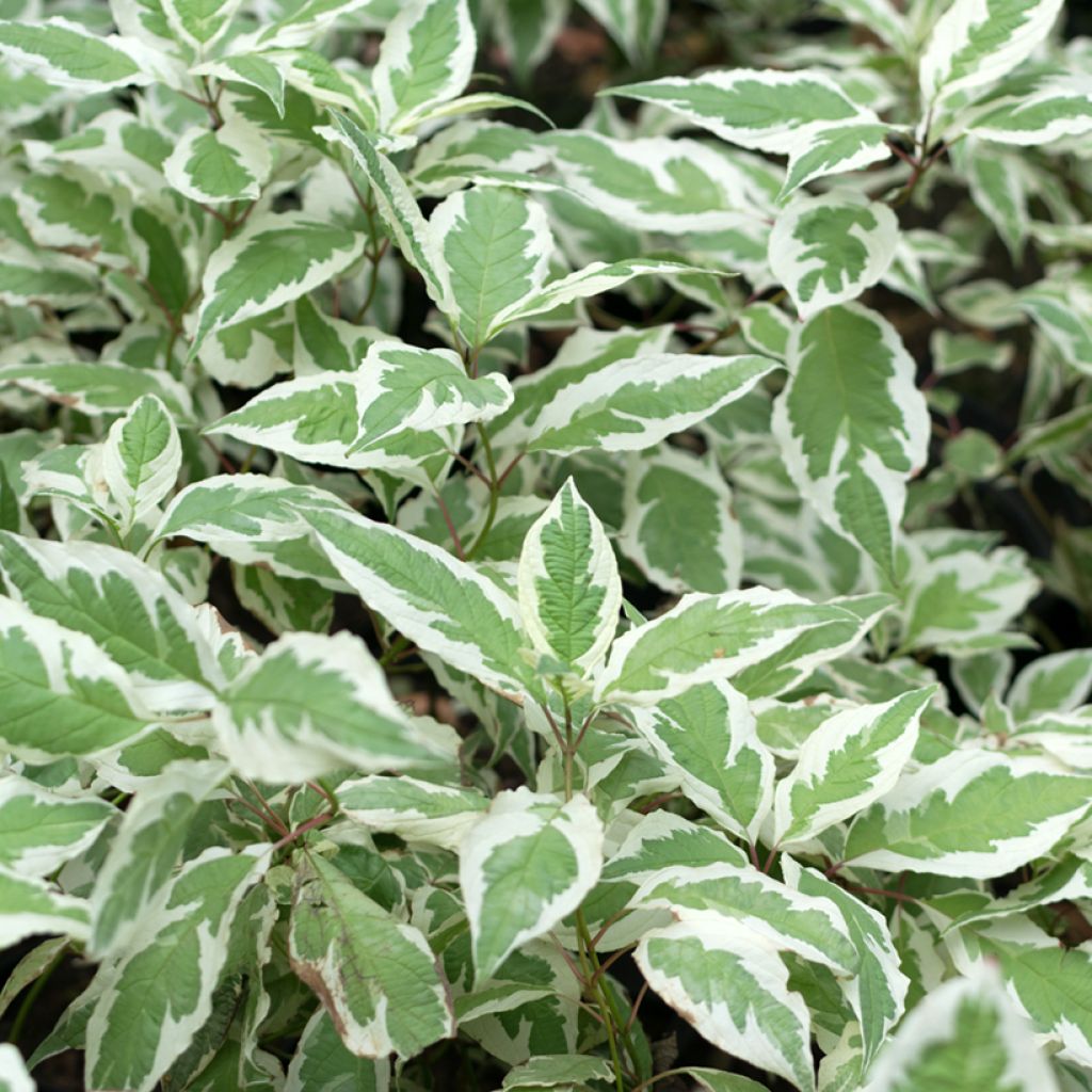 Cornus alba Elegantissima