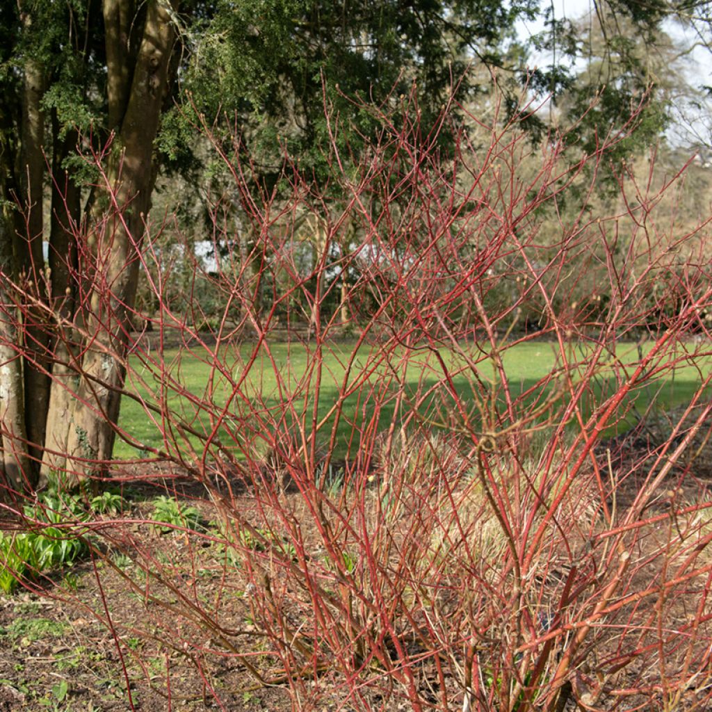 Cornus alba Gouchaultii