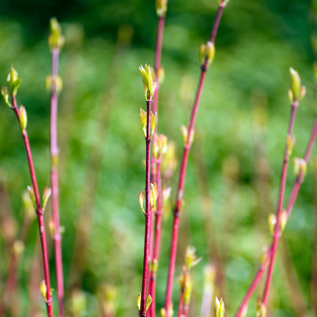 Cornus alba Sibirica