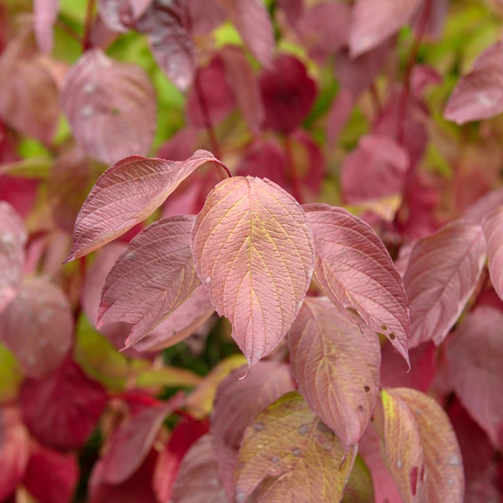Cornus alba Sibirica