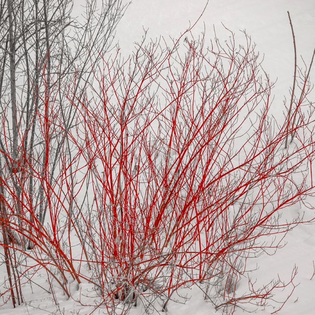 Cornus alba Sibirica