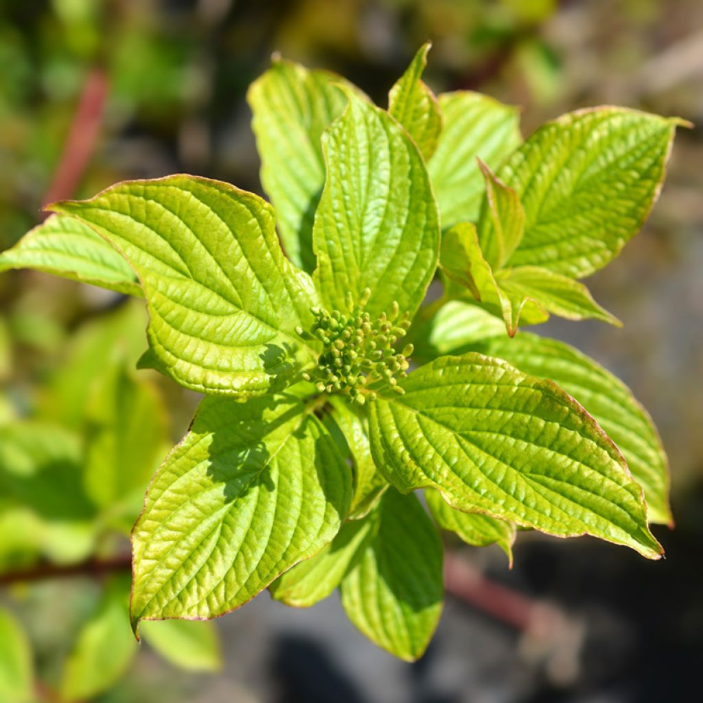 Cornus alba Sibirica