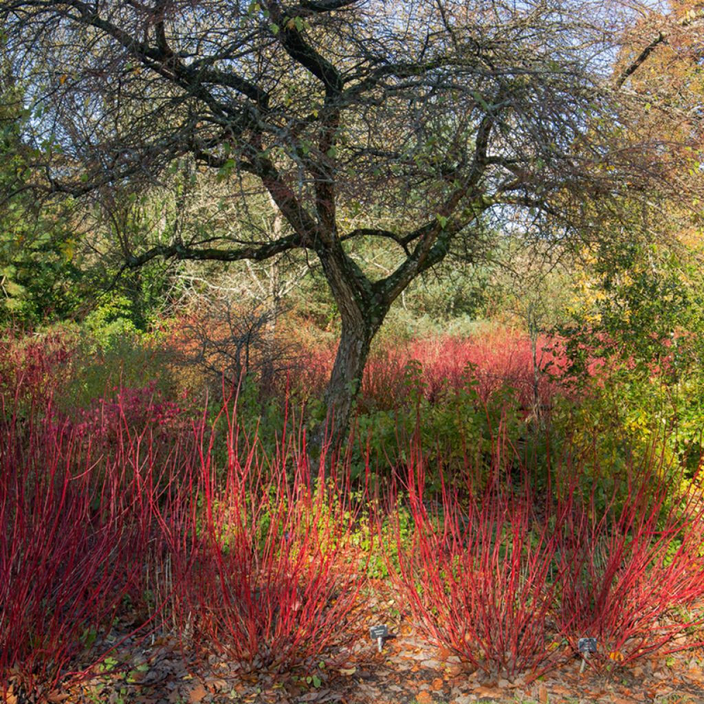 Cornus alba Sibirica