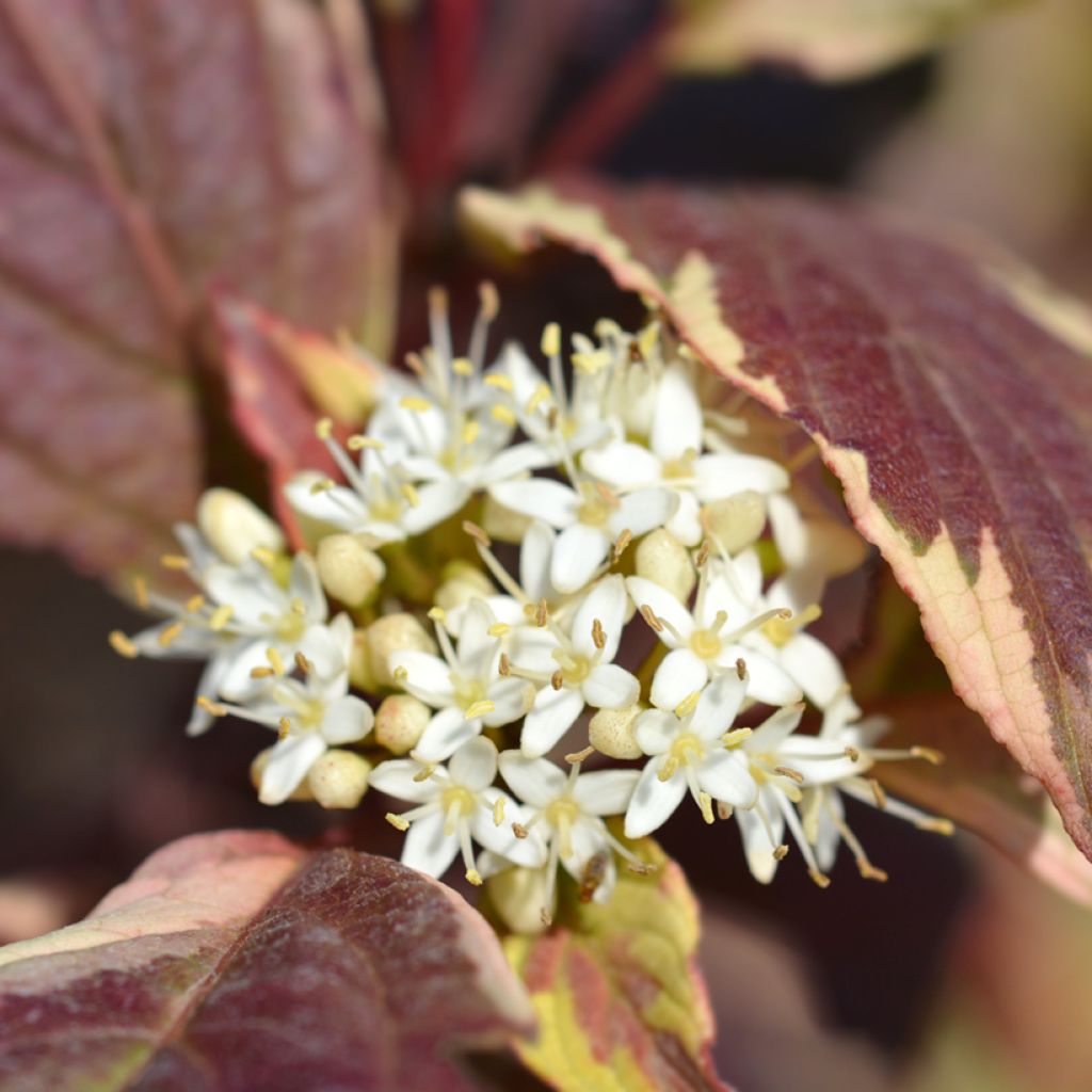 Cornus alba Sibirica Variegata
