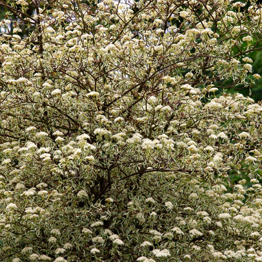 Cornus alternifolia Argentea - Cornejo de hojas alternas