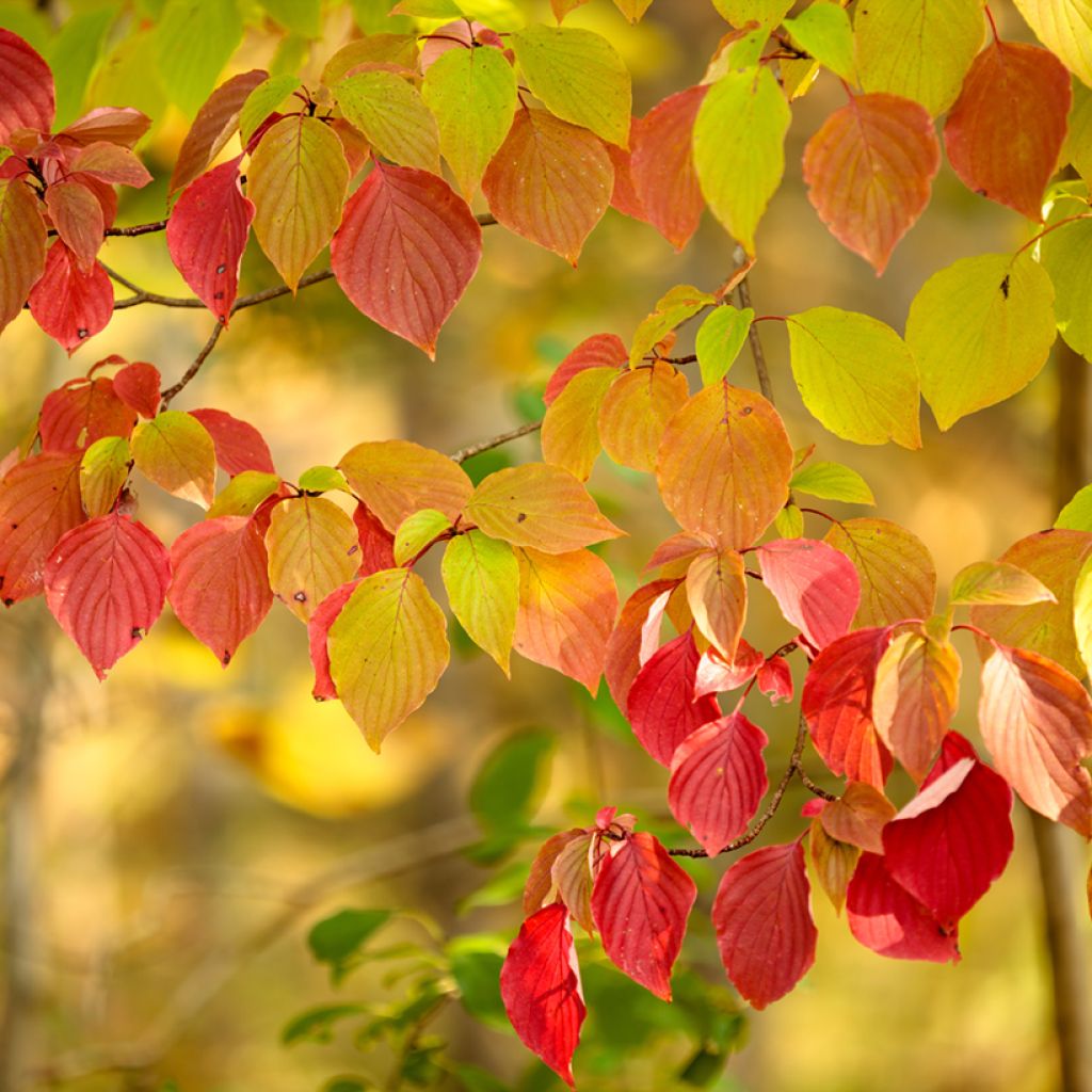 Cornus alternifolia - Cornejo de hojas alternas