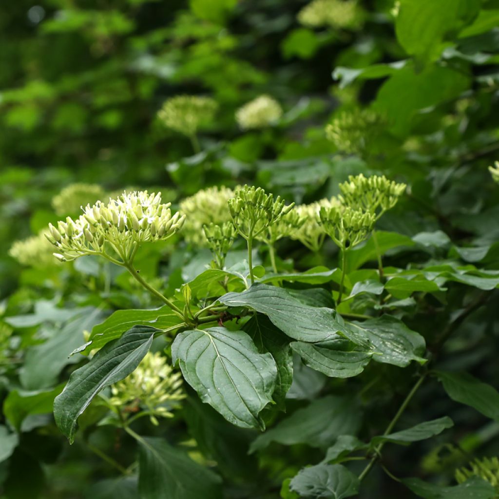 Cornus controversa - Cornejo de mesa