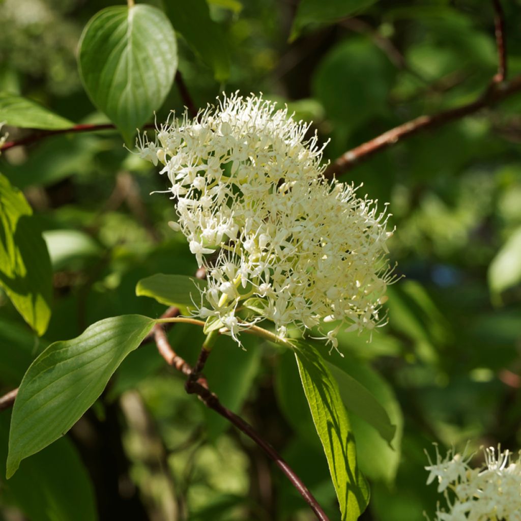 Cornus controversa Pagoda - Cornejo de mesa
