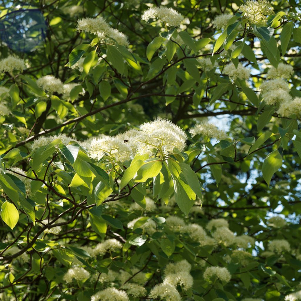 Cornus controversa Pagoda - Cornejo de mesa
