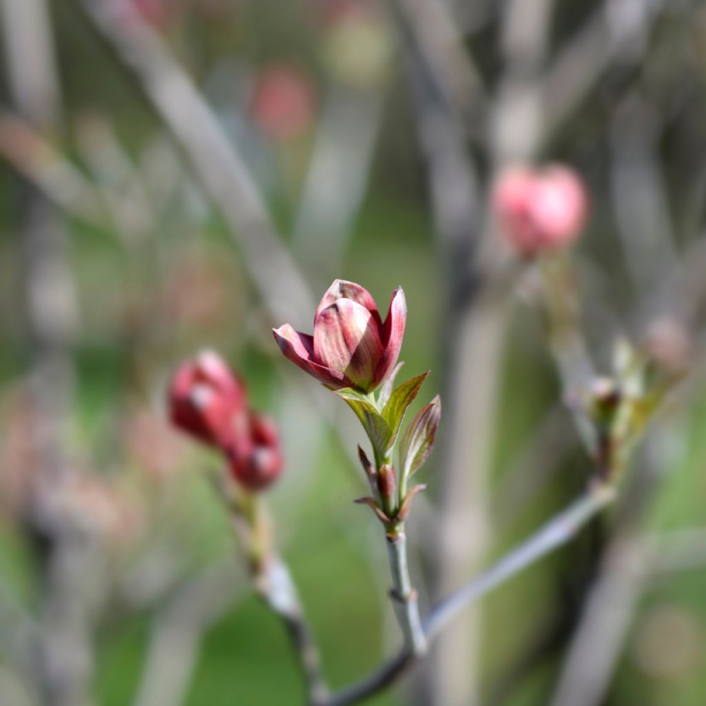 Cornus florida Cherokee Chief
